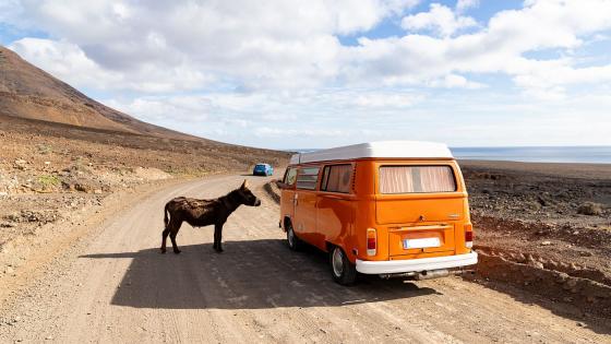 Eselarten Burro Majorero på Fuerteventura.