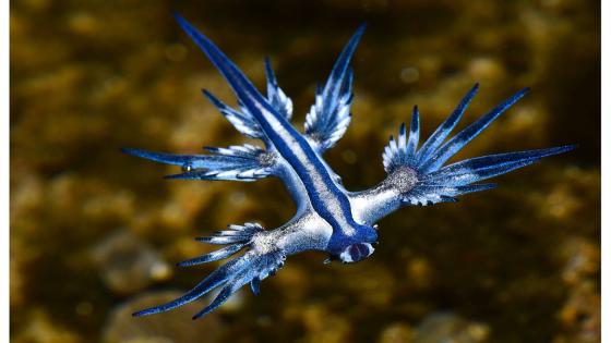 Dragon azul Glaucus atlanticus