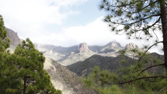 Tregrensen på Gran Canaria starter på 900 moh.