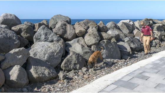 Mann går etter hund ved en steinmolo.