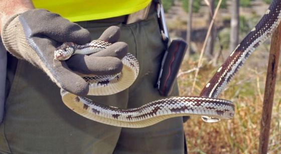 Californisk kongesnok (Lampropeltis californiae