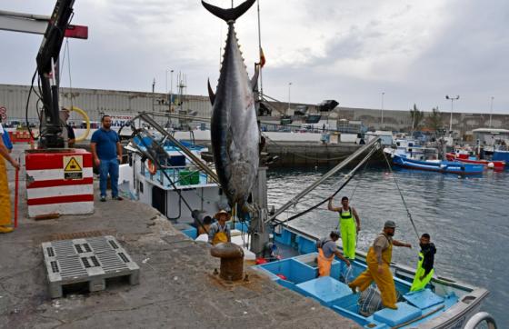 Makrellstørje fiskebåt havn Mogán