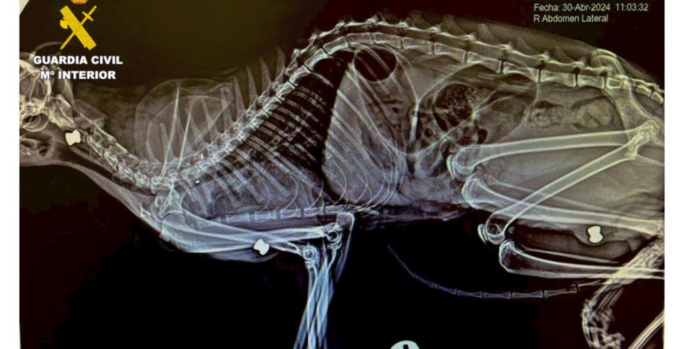 Røntgenbilde av katt med kuler i kroppen.