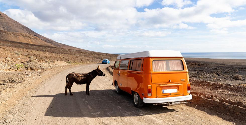 Eselarten Burro Majorero på Fuerteventura.